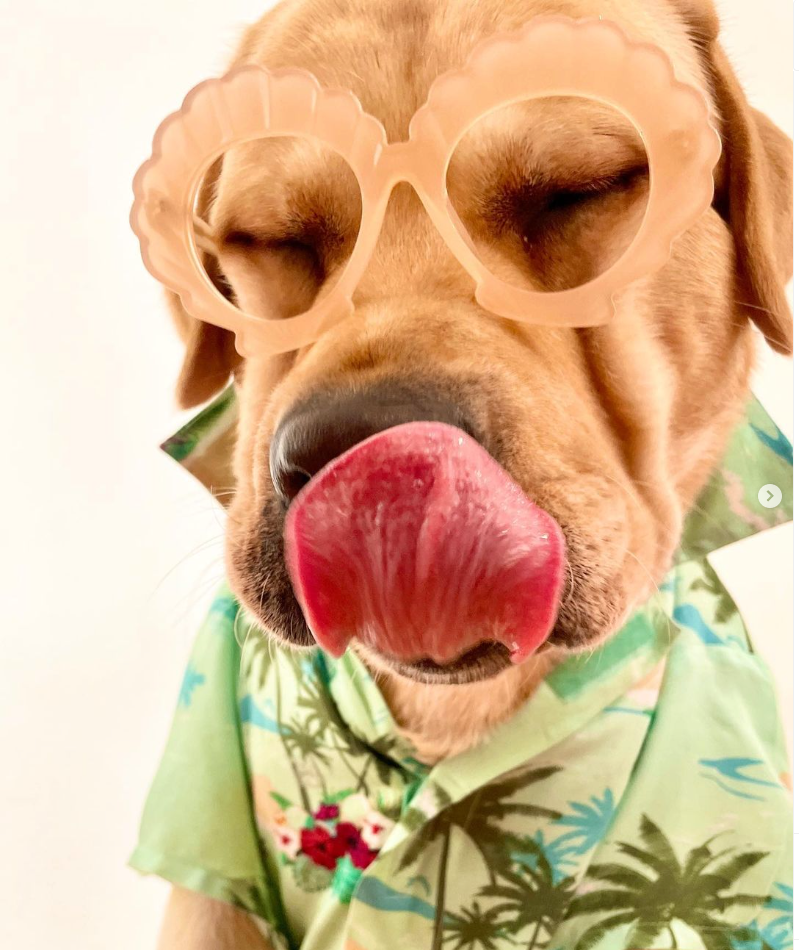 Doglato is an awesome treat on a hot summer day! My dog Romeo loves it! They are made with fresh fruit and veg which means it’s a great healthy snack! Luckily all the ingredients used are so awesome my kids can enjoy them too ❤️🍦